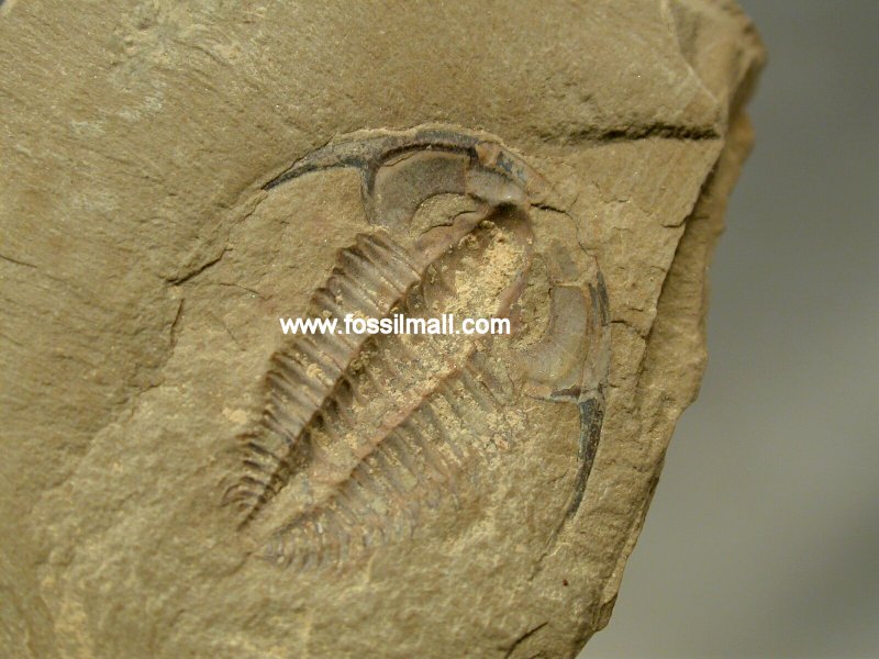 Trilobite from Chengjiang