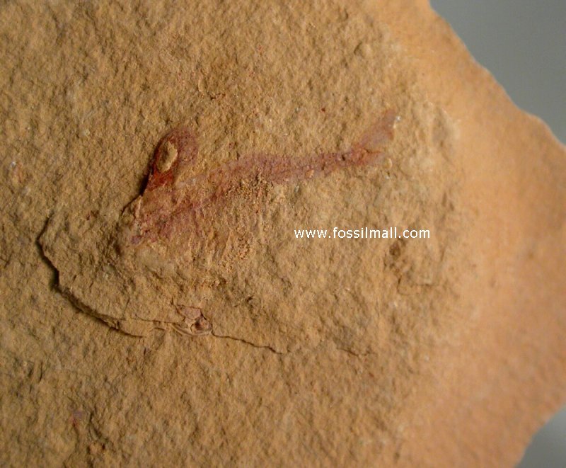 Ercaicunia multinodosa Chengjiang