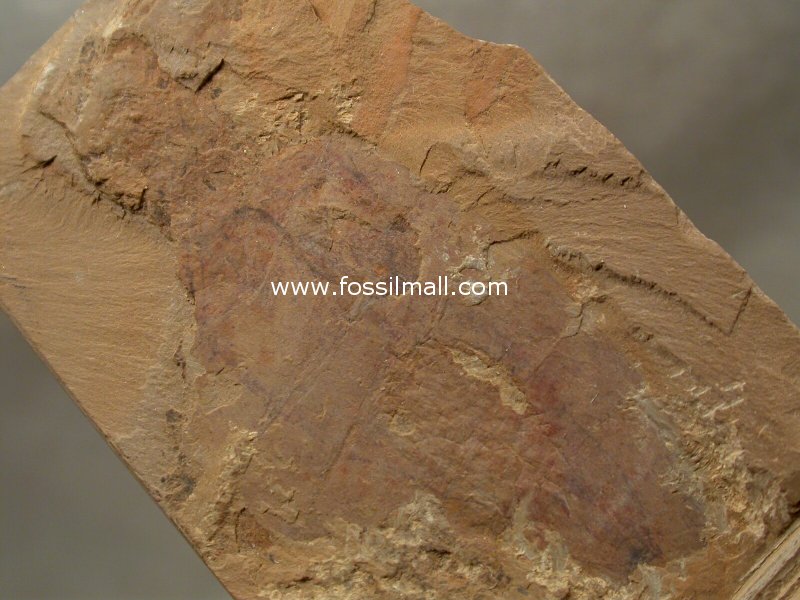 Xidazoon stephanus Vetulicolian