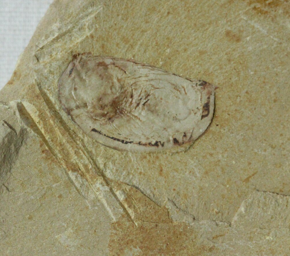 Branchiocaris 