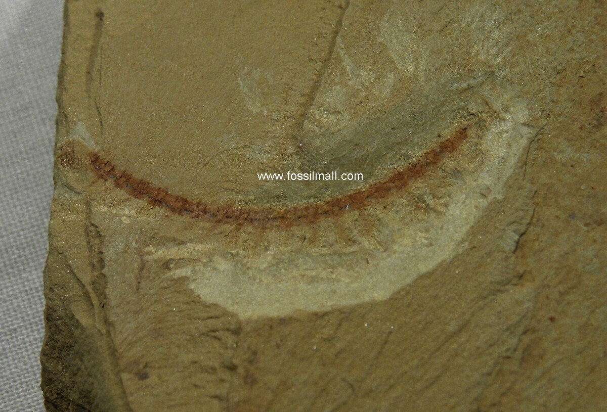 Cardiodictyon catenulum