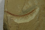 Lobopodian Cardiodictyon catenulum