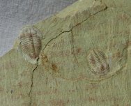 Palaeolenus Trilobites