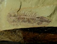 Misszhouia longicaudata