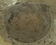 Branchiocaris yunnanensis