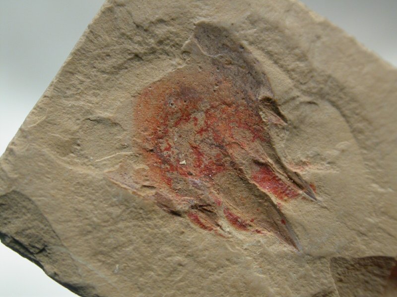 Parapeytoia yunnanensis
