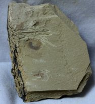 Chengjiang Maotianshan Shales Fossils