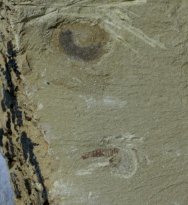 Chengjiang Maotianshan Shales Fossils