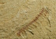 Miraluolishania Lobopodian Fossil