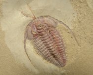 Trilobite with Antenna