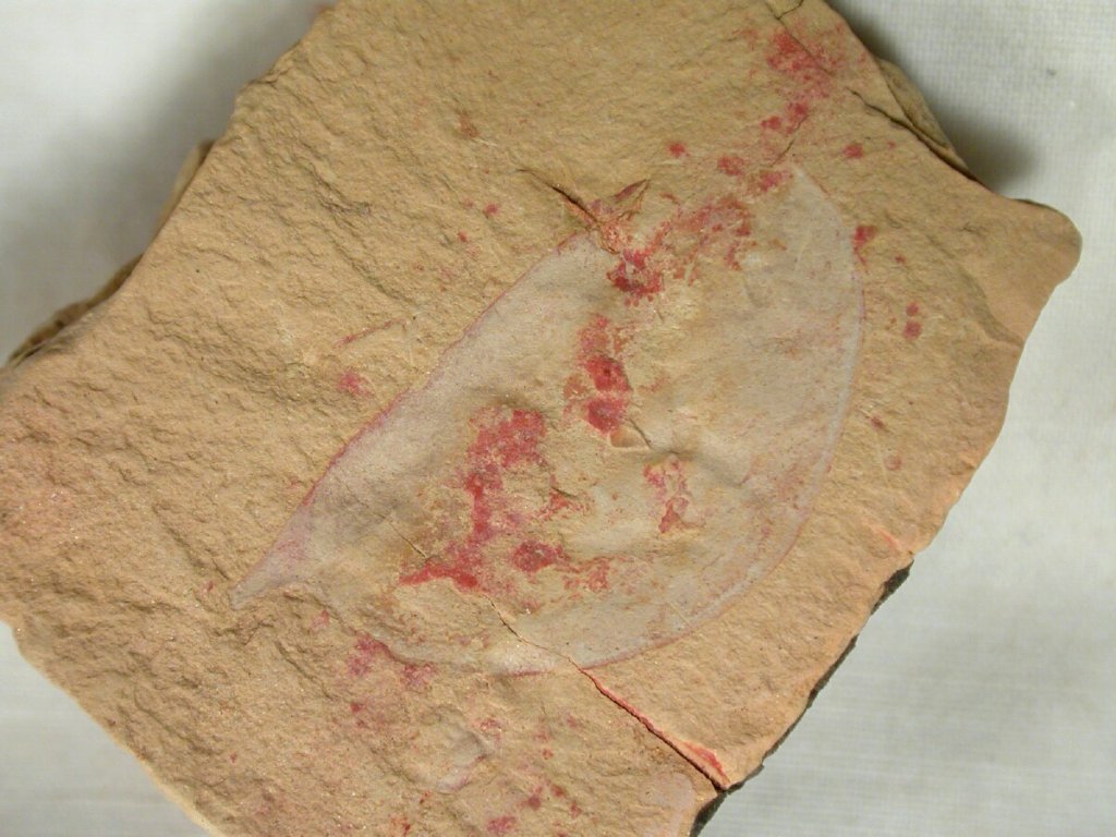Guanshan Biota Arthropod Fossil