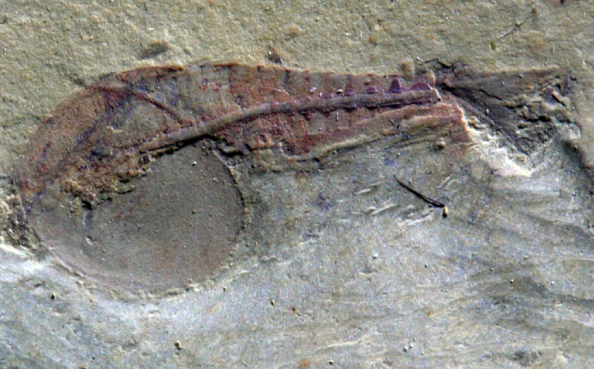 Clypecaris Chengjiang Fossil