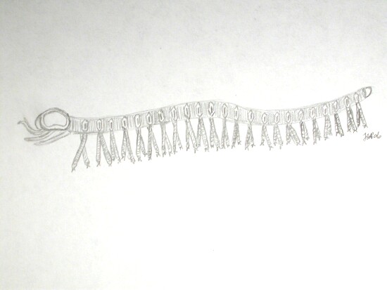 Cardiodictyon Lobopodian