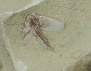 Ercaicunia multinodosa 