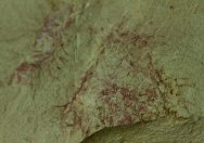 Allonia phrixothrix Chancelloriid