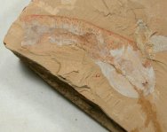 Acosmia Priapulid Worm Fossil