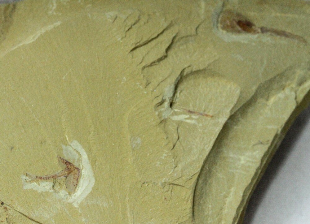 Arthropod and Brachiopod  Chengjiang Biota Association