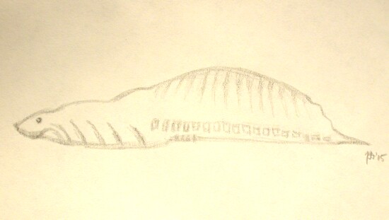 Haikouella lanceolata