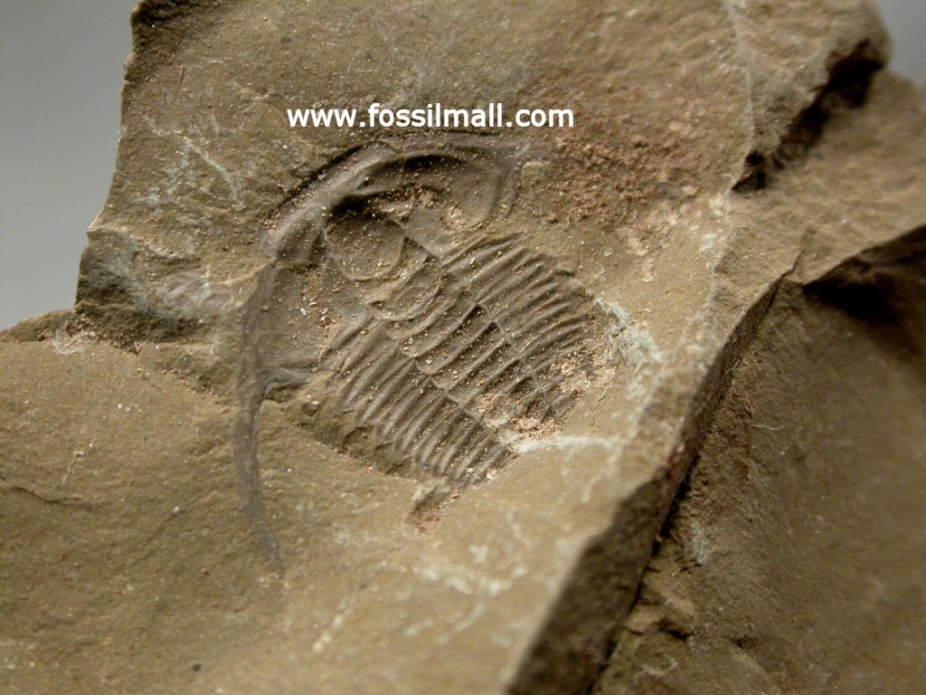 Eoredlichia intermedia