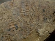 Anomalocaris Fossil Chengjiang