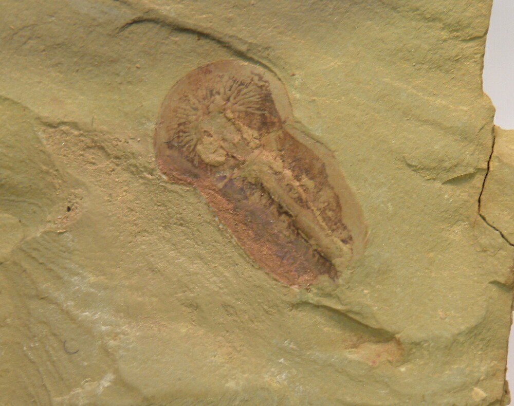 Soft Bodied Trilobite