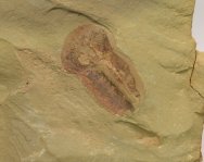 Chengjiang/chengjiangfossils53/chengjiangfossils-53.htm