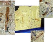 Corynetis and Facivermis