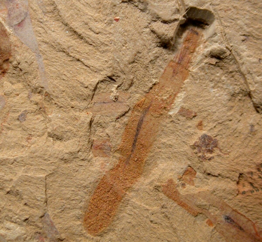 Corynetis Chengjiang Fossil