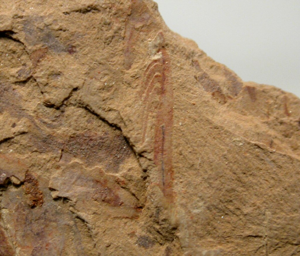 Facivermis Chengjiang Fossil