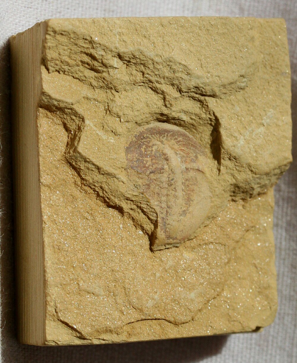 Misszhouia longicaudata