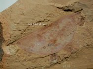 Isoxys auritus Chengjiang Fossil