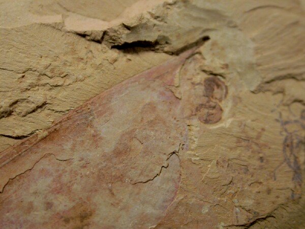 Isoxys auritus Arthropod Fossil from Chengjiang