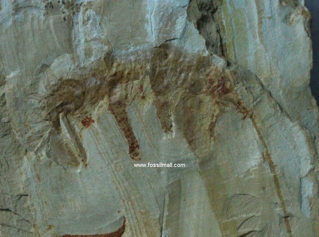 Onychodictyon Lobopod Fossil