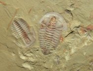 Palaeolenus Trilobites with  Antennae