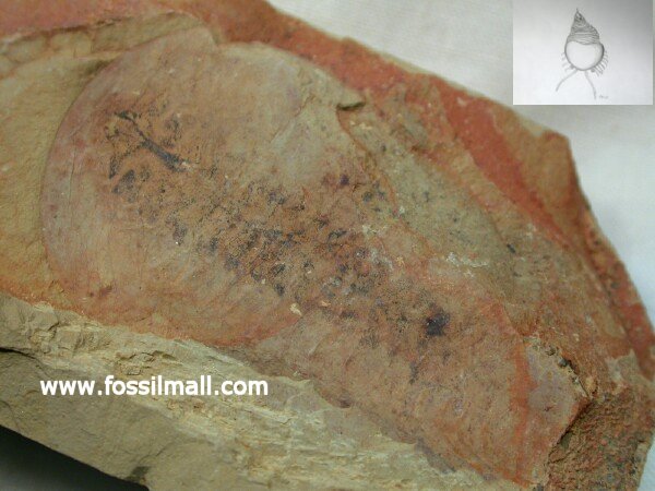 Cinderella eucalla Arthropod from Chengjiang