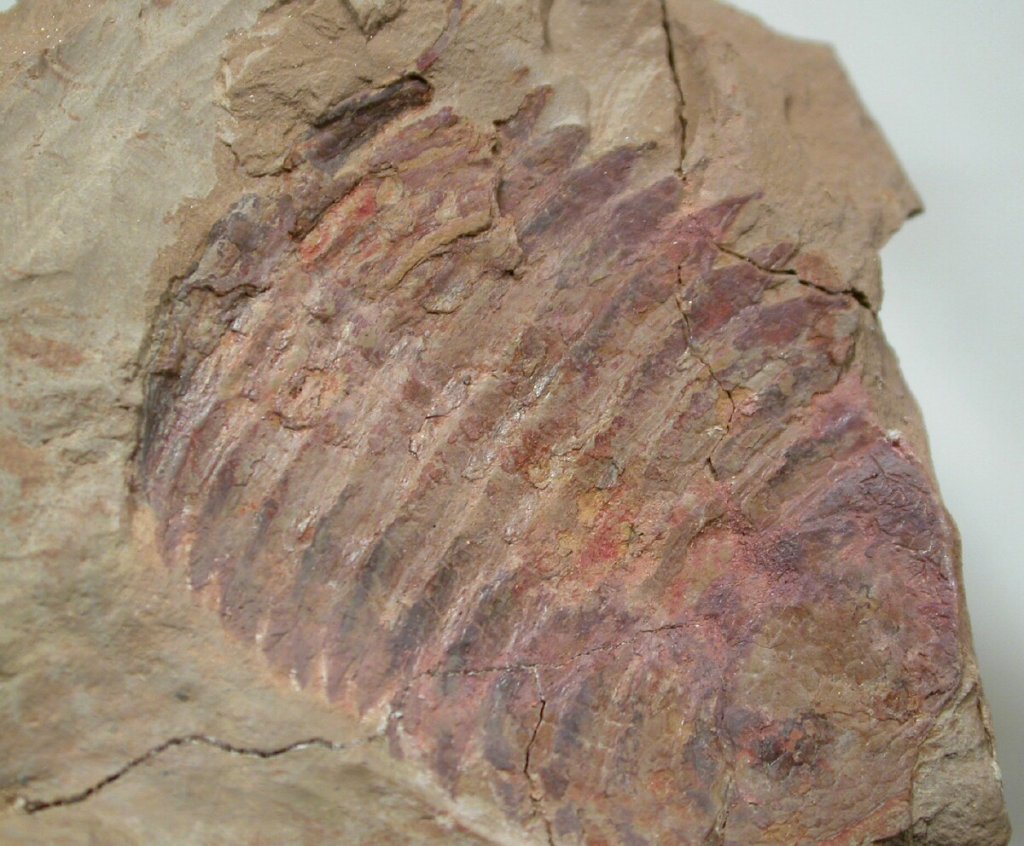 Rectifacies abnormalis