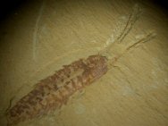 Chengjiangocaris longiformis