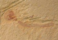 Lingulella chengjiangensis