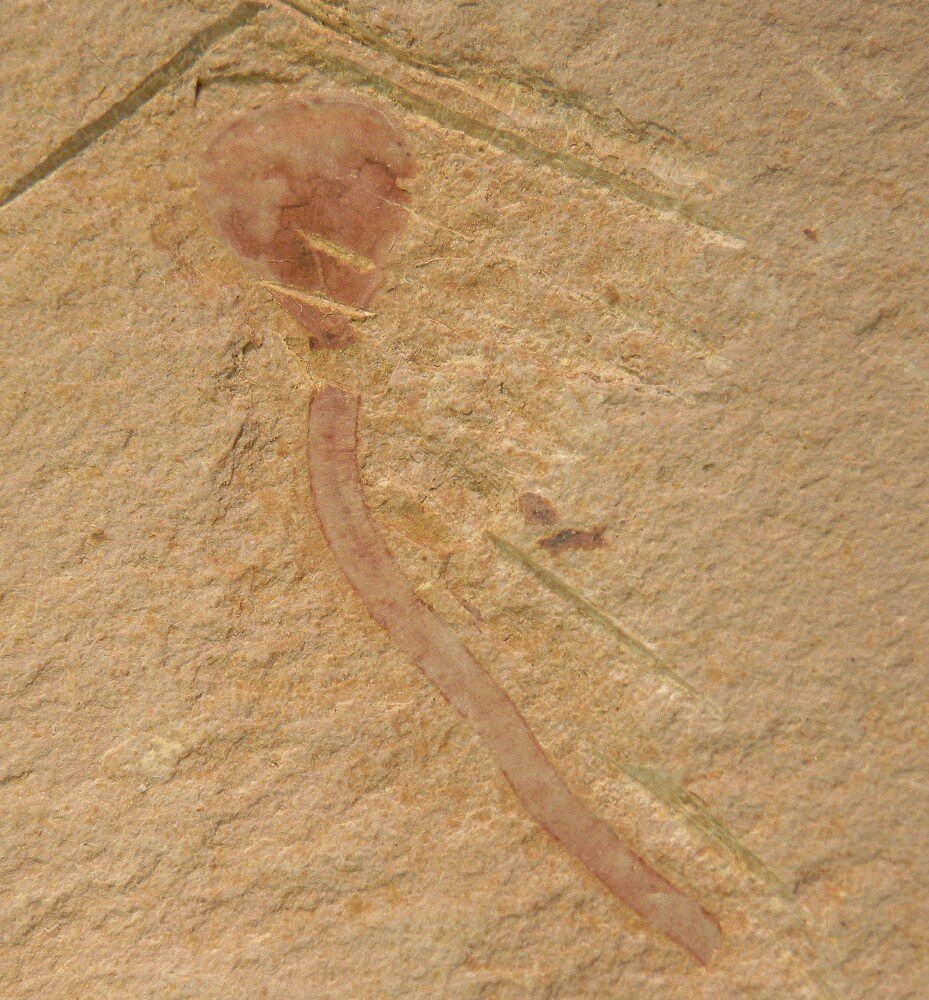 Chengjiang Brachiopod Fossils