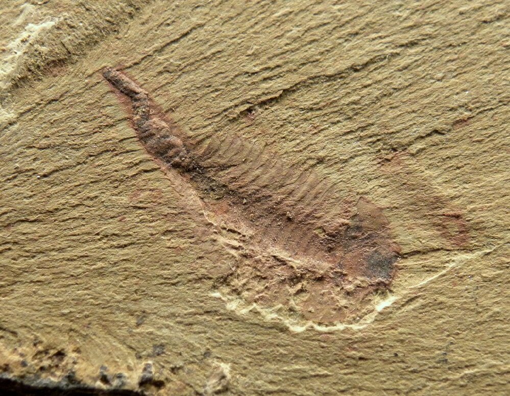 Maotianshan Shales Fuxuanhuia Fossil