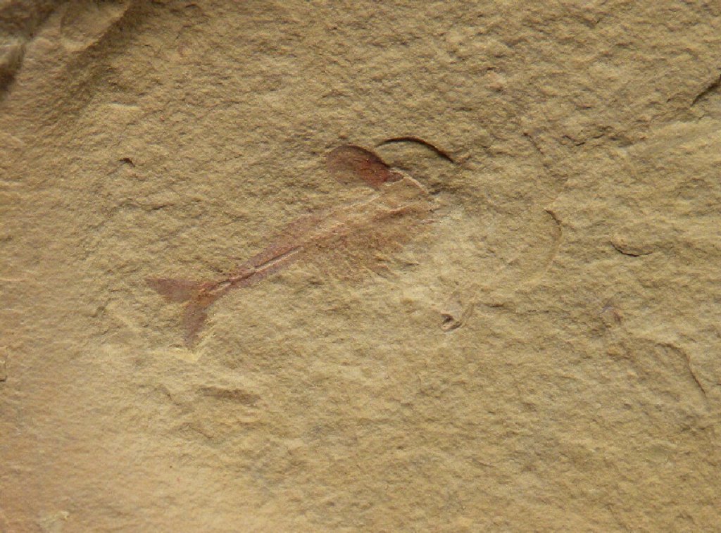 Ercaicunia multinodosa Chengjiang Fossil