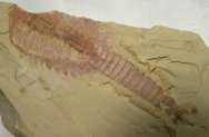 Fuxuanhuia Chengjiang Fossil