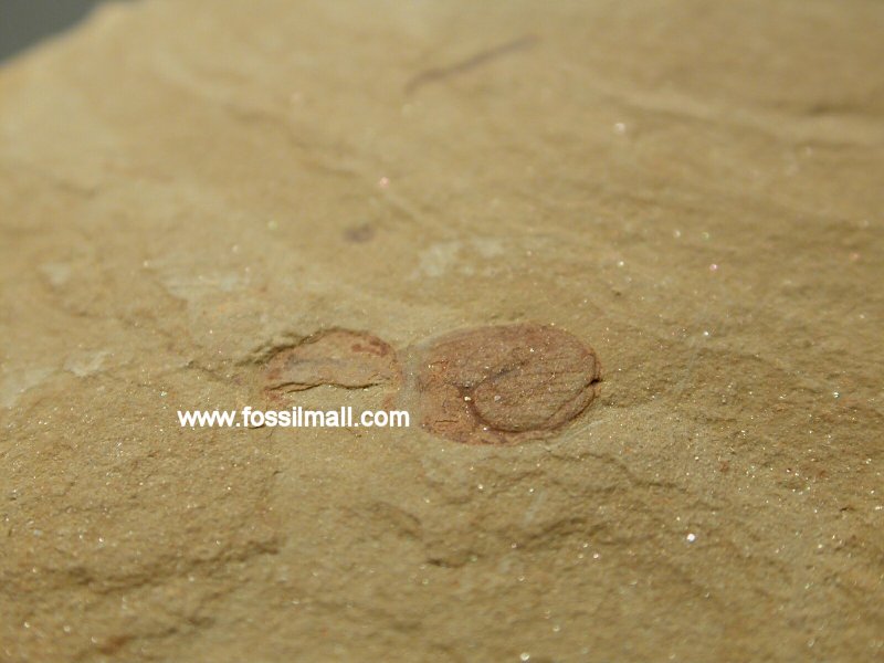 Palaeopriapulites parvus