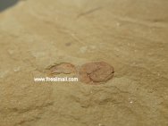 Palaeopriapulites parvus Rare Priapulid Worm