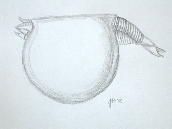 Branchiocaris yunnanensis