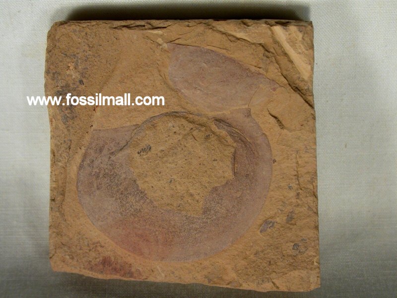 Branchiocaris yunnanensis