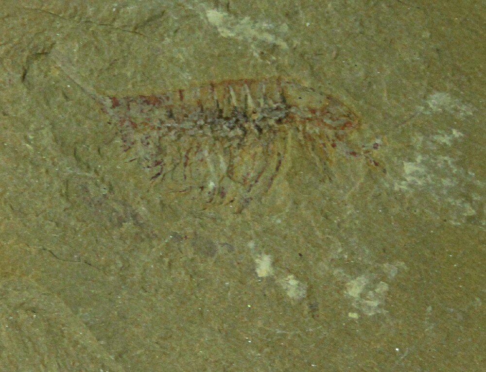 Leanchoilia illecebrosa