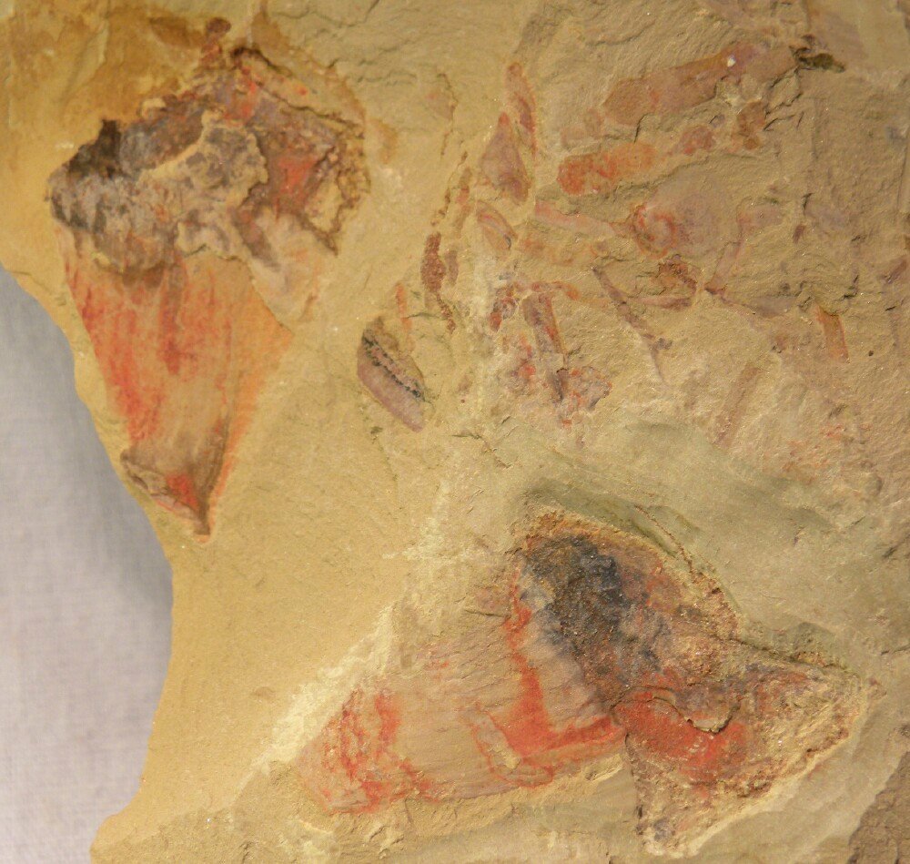 Chengjiang Archisaccophyllia Primitive Sea Anemone