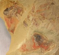 Archisaccophyllia kunmingensis