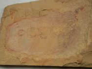 Enigmatic Vetulicolia Xidazoon stephanus